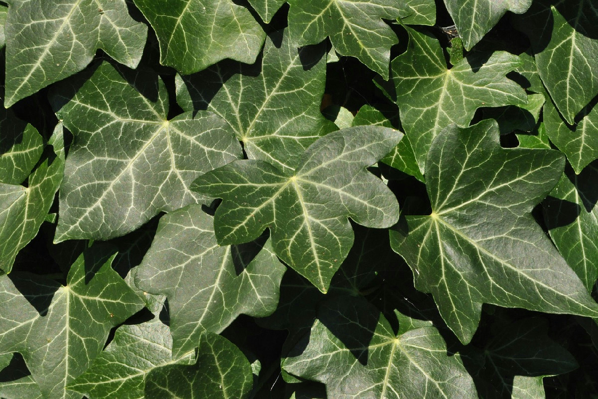 Edera in salotto e termosifoni accesi? Ecco perché rischi una valanga di ragnetti rossi in casa