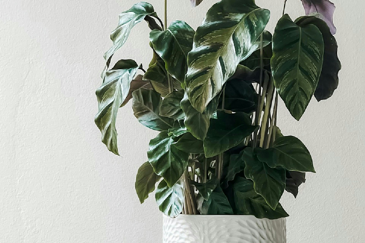 Non immagini cosa fanno queste 5 piante in casa: il parere degli esperti sulla qualità dell’aria