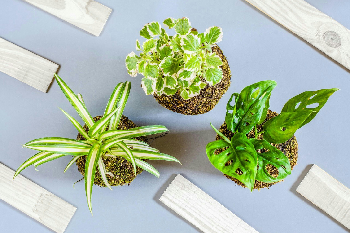 Non immagini cosa fanno queste 5 piante in casa: il parere degli esperti sulla qualità dell’aria