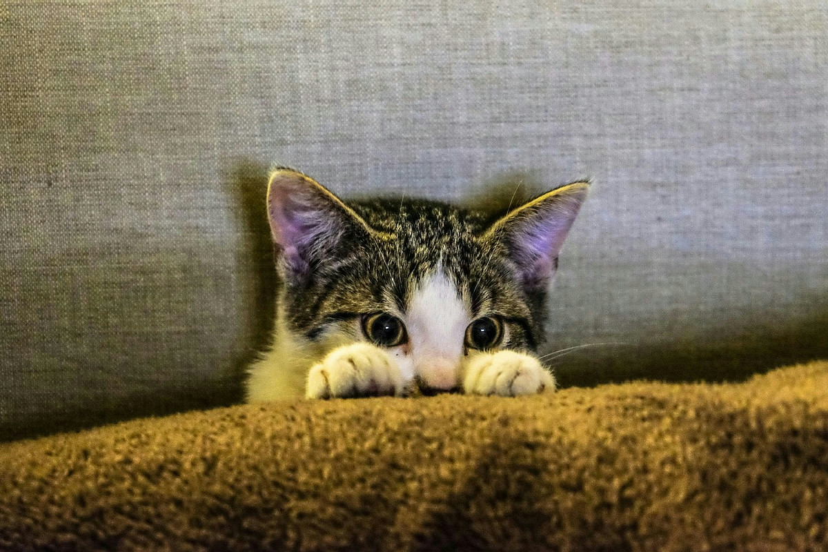 Perché il gatto sceglie il divano per giocare e come proteggere i rivestimenti morbidi