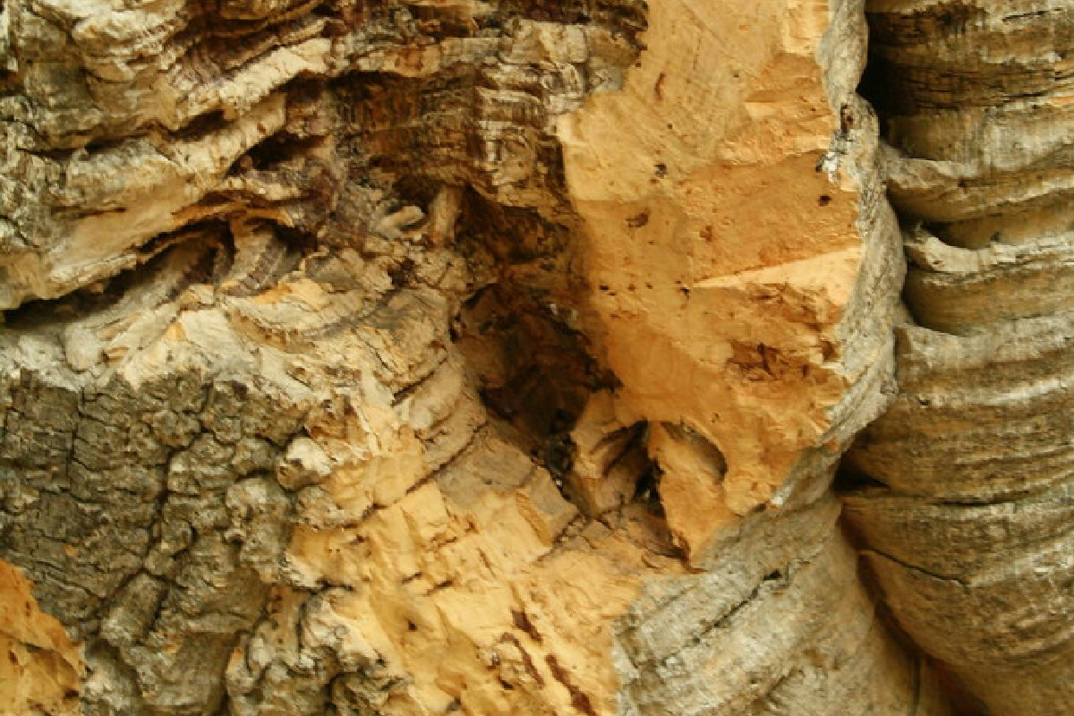 Sughero per l’edilizia: un materiale naturale sostenibile con lunga durata nel tempo