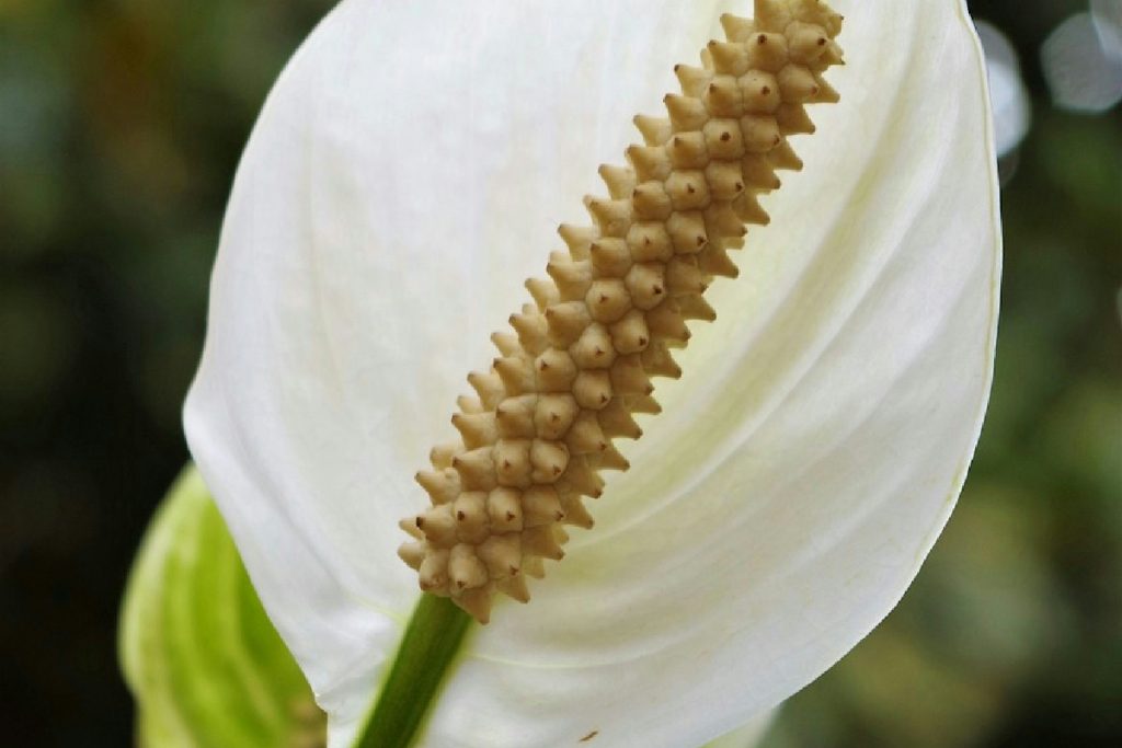 La pianta che riduce il rumore e favorisce un sonno più profondo in camera da letto