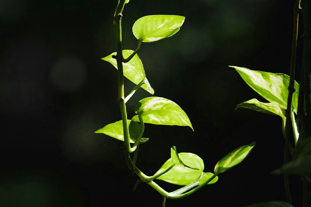 Posizionare il pothos nell’angolo ideale di casa per foglie grandi e rigogliose