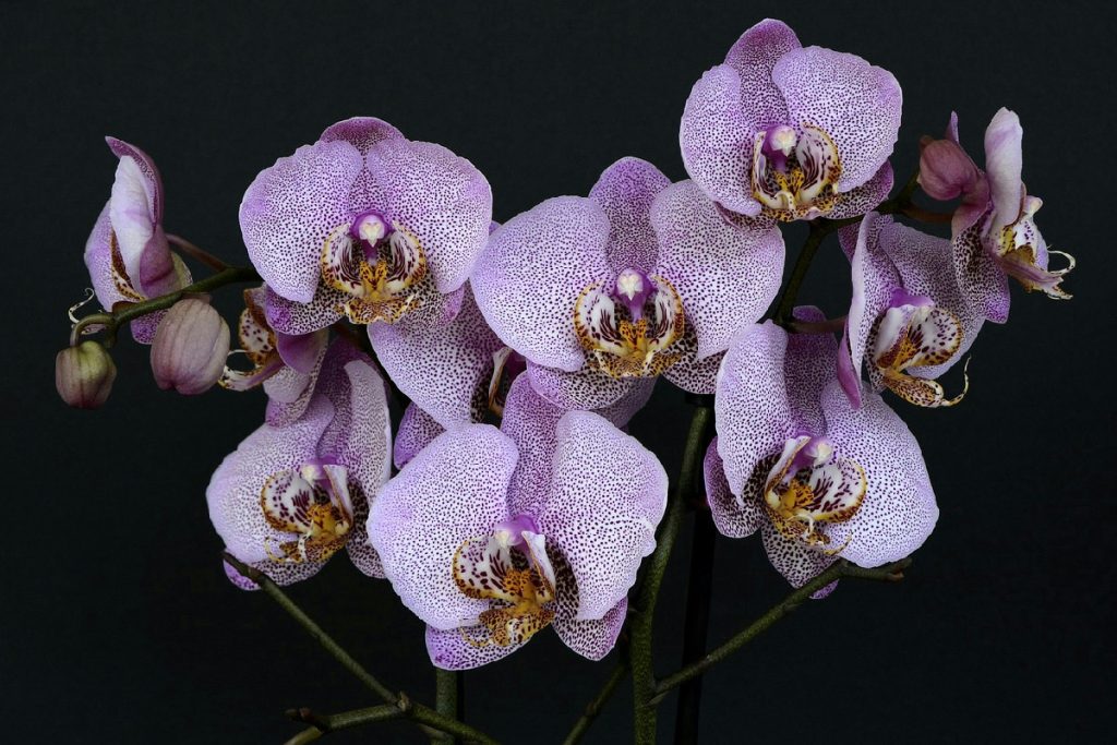 Quando annaffiare l’orchidea: guida pratica per eliminare dubbi e routine con orari fissi